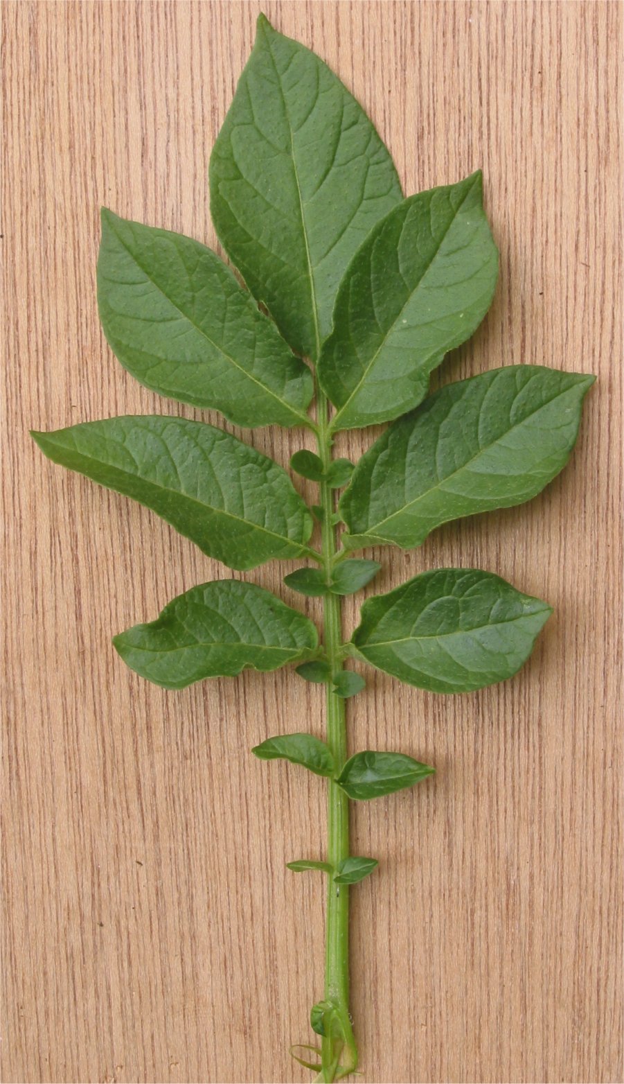 A potato plant leaf, made of several pairs of unequal leaflets along one stalk with a single leaflet at the tip.