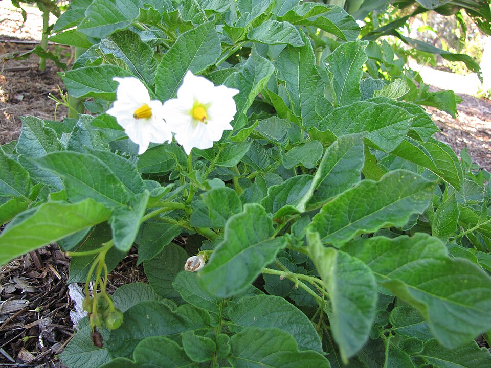 Which crop is this flowering plant, and what family does it belong to?