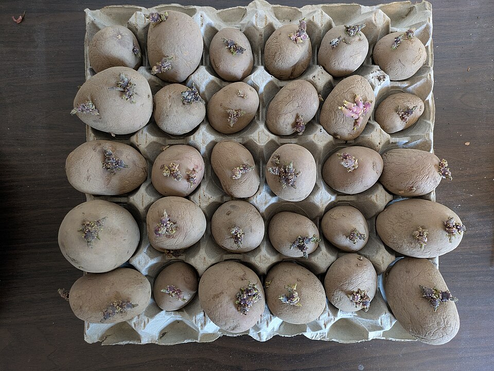 These tubers have short thick sprouts on them. What are they for, and are they ready?