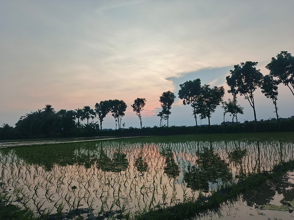Which food crop is this, standing in shallow water?