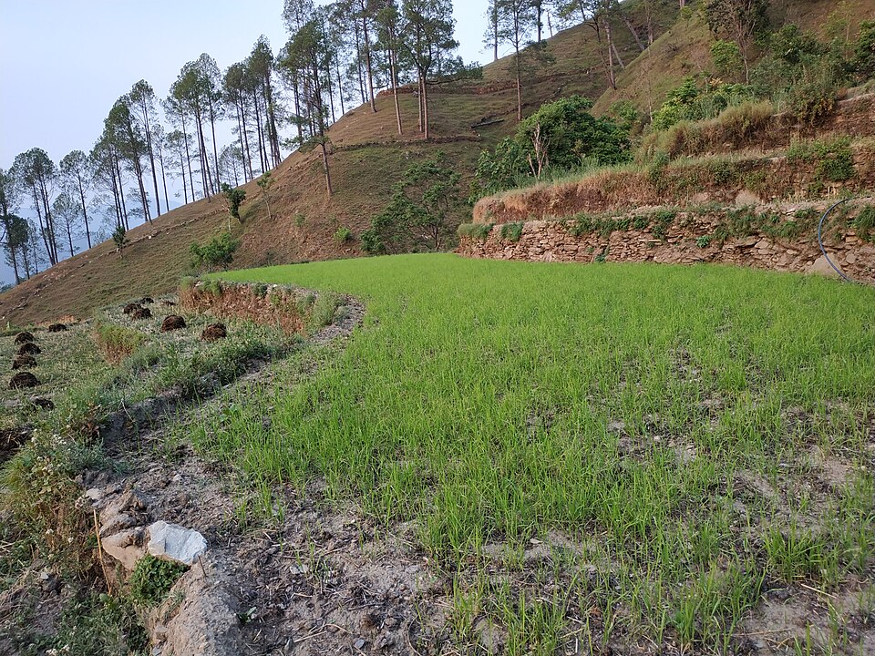 Bundles of young green rice seedlings pulled from a nursery bed, ready to be moved to the field.