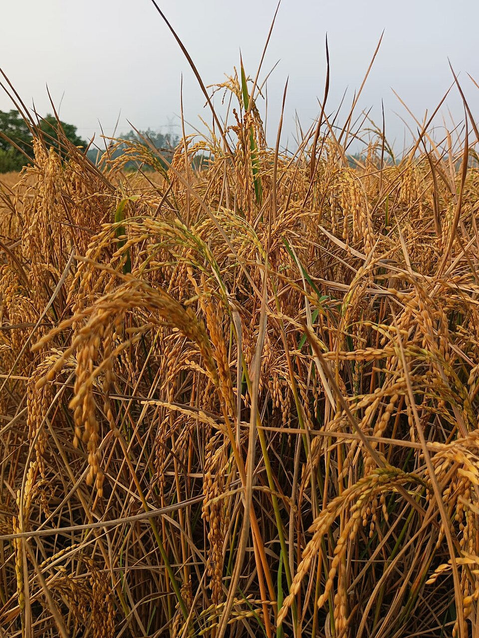 Which crop's seed head is this?