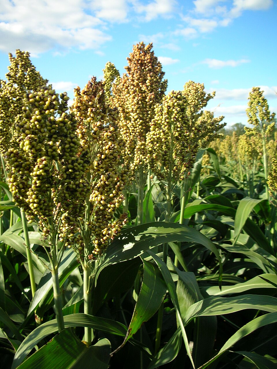 Grain type sorghum panicles standing in a field.