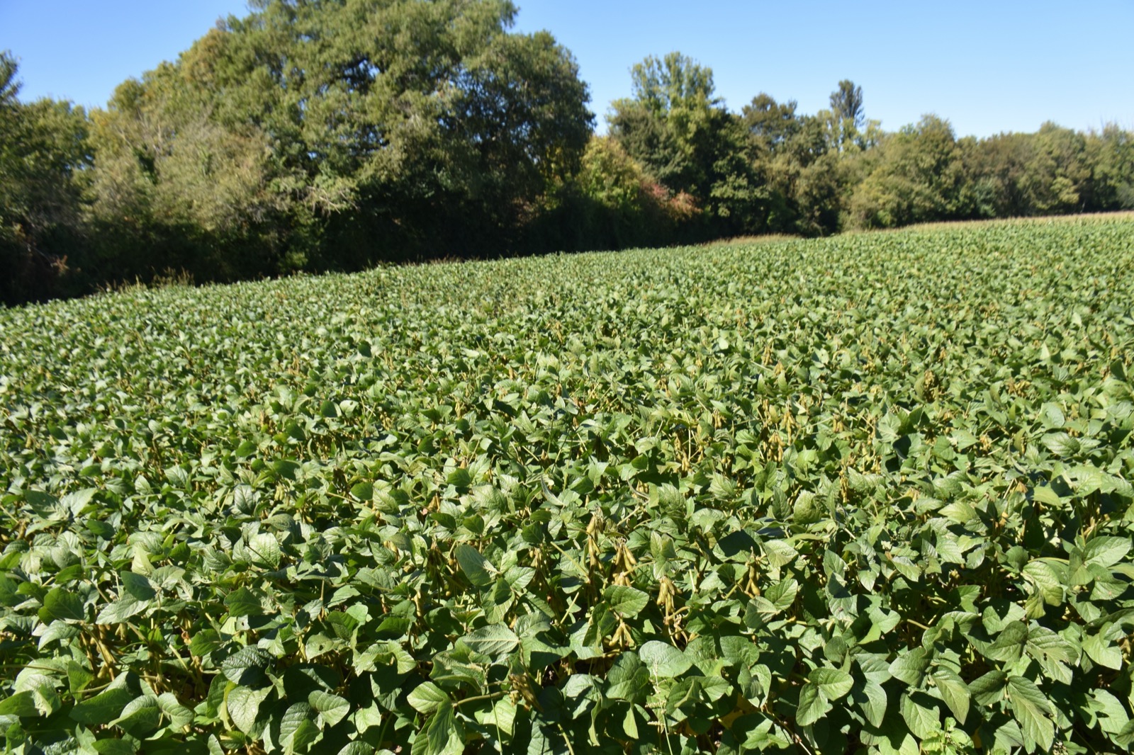 A green soybean field growing in rows, plants at a mid-vegetative growth stage.