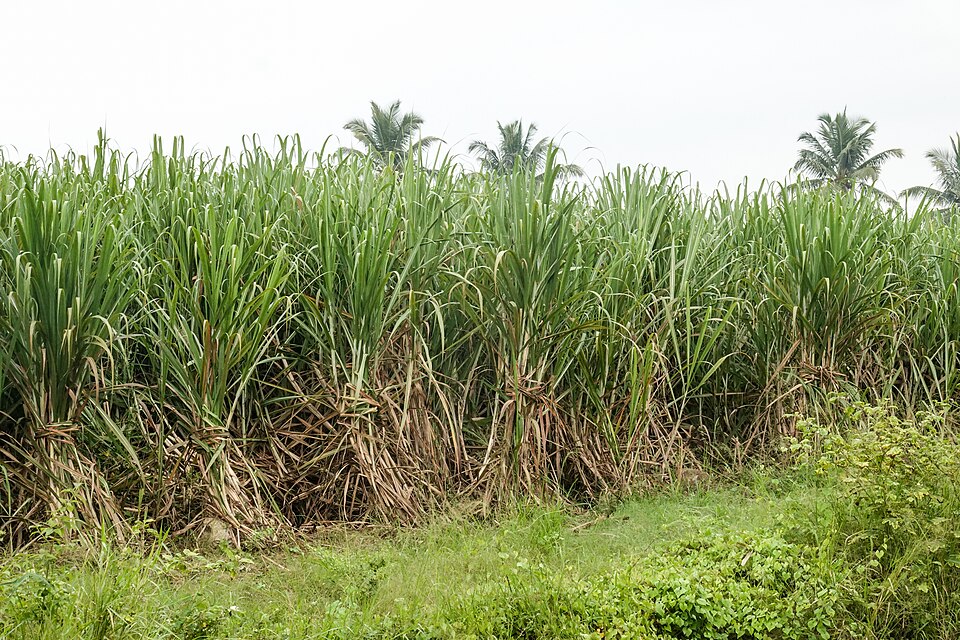A dense field of mature sugarcane with coconut palms in the background, on the right bank of the Kaveri river near Srirangapatna, Karnataka, India.