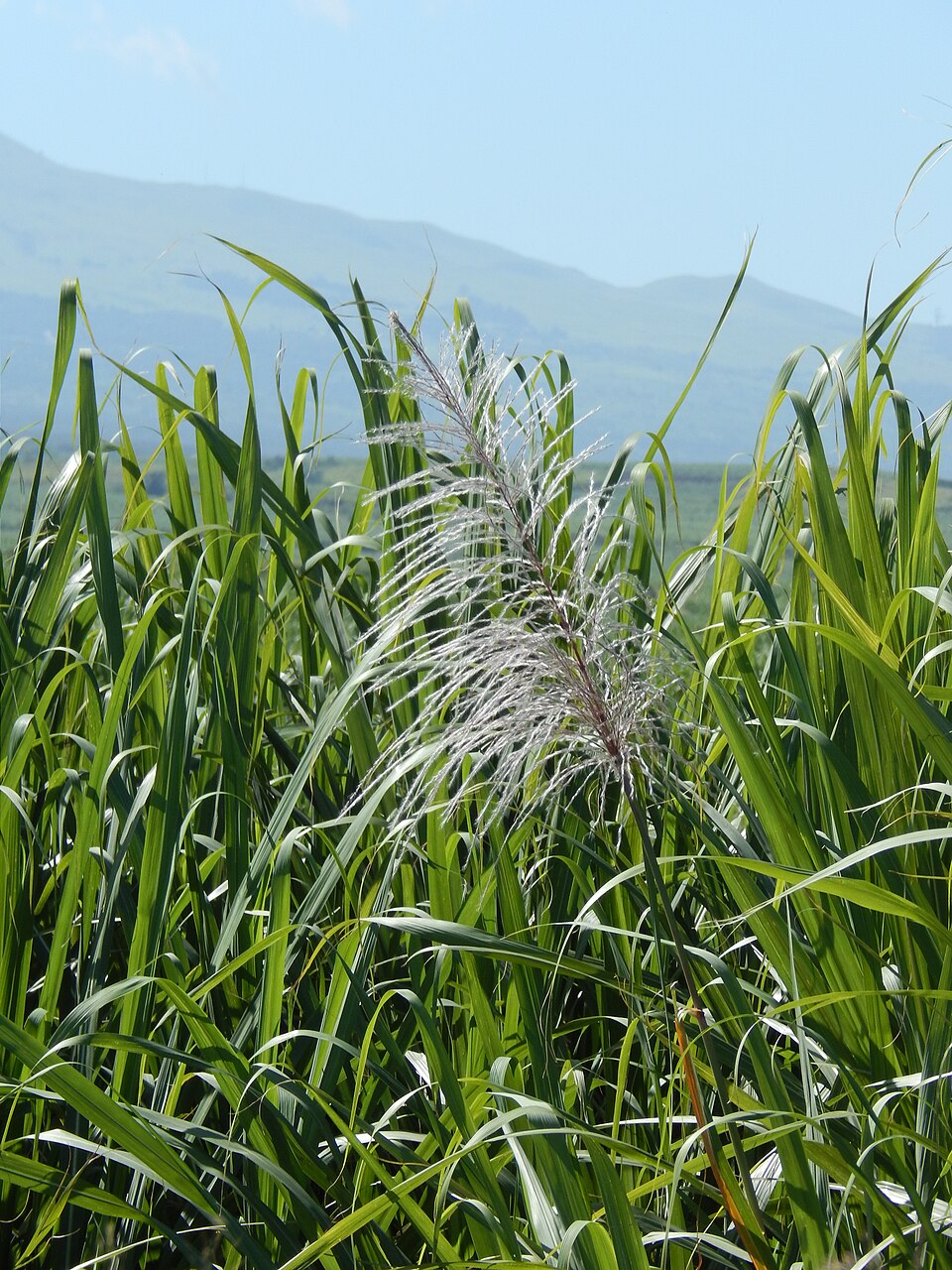 A feathery, plume-like flower head is emerging from the top of several mature cane stalks. What is this, and what does it signal to a grower?