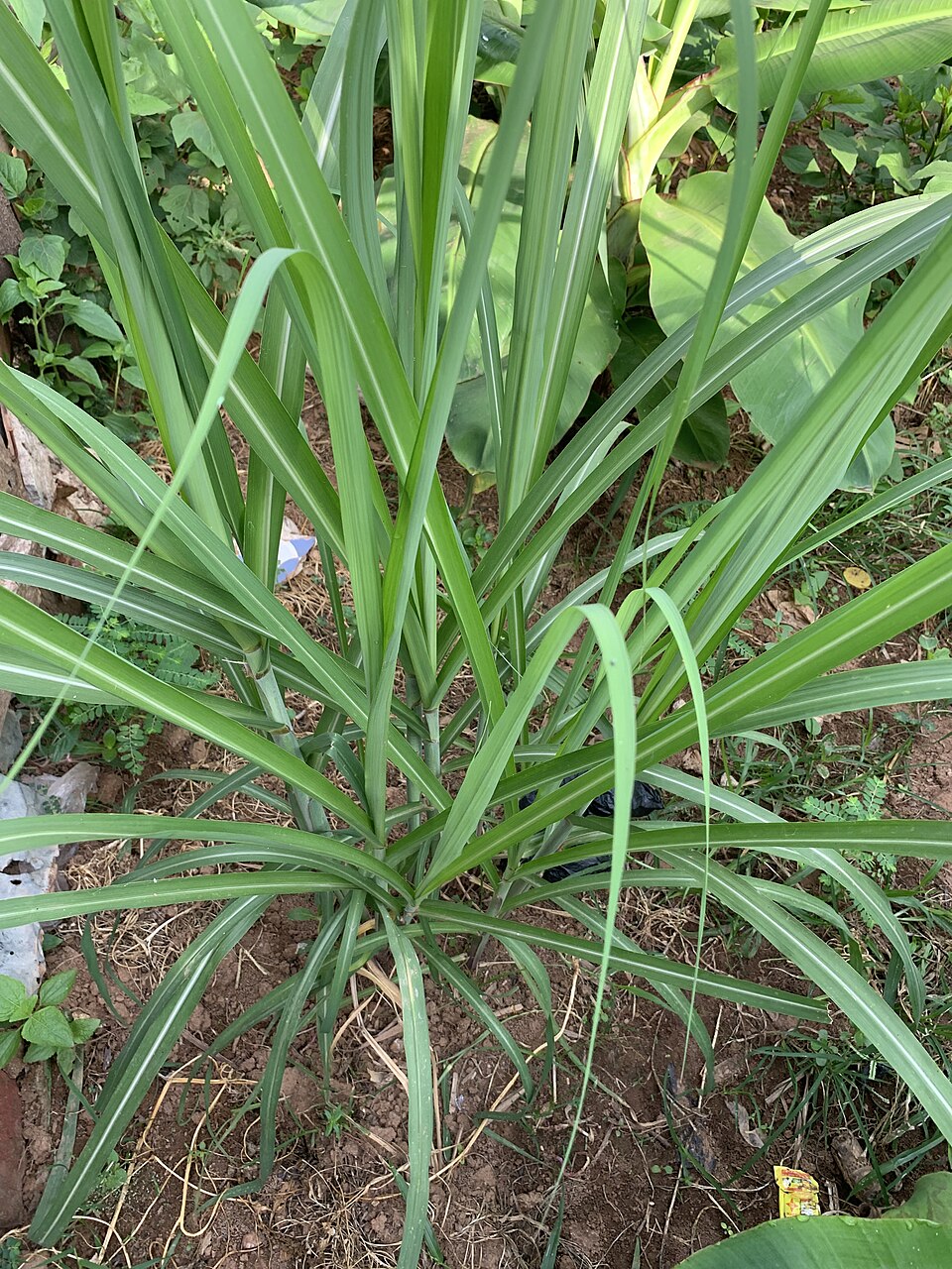This young planting shows several short, grassy shoots emerging close together from what was clearly one original planted stalk cutting, with no thick cane stem visible yet. What growth stage is this, and why does it matter?
