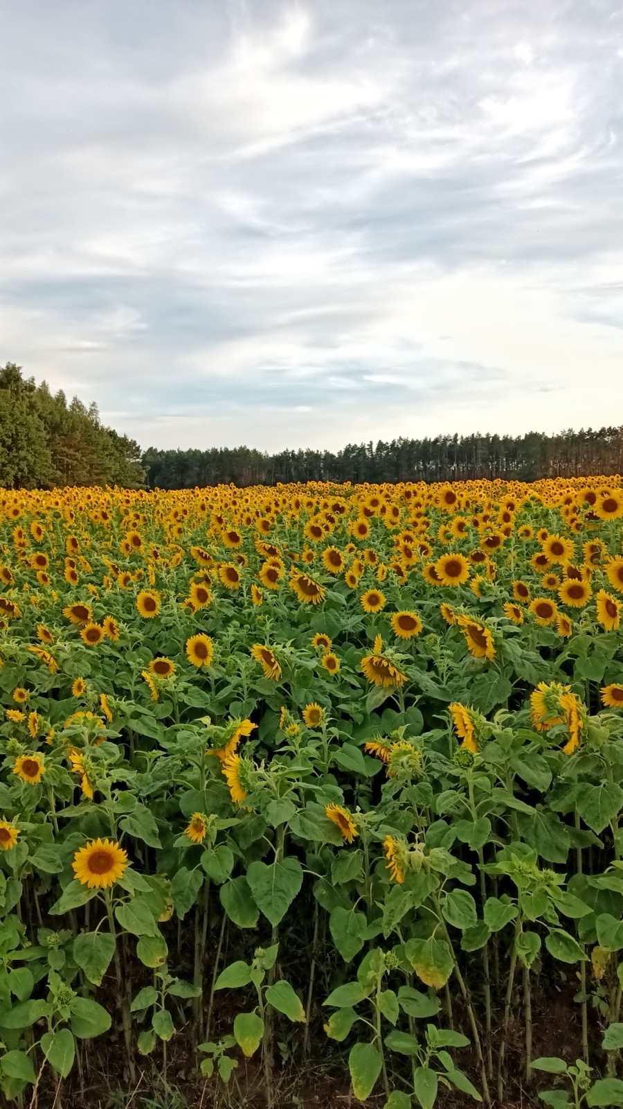 A wide field of sunflowers in bloom, showing tall stems and large yellow composite flower heads.