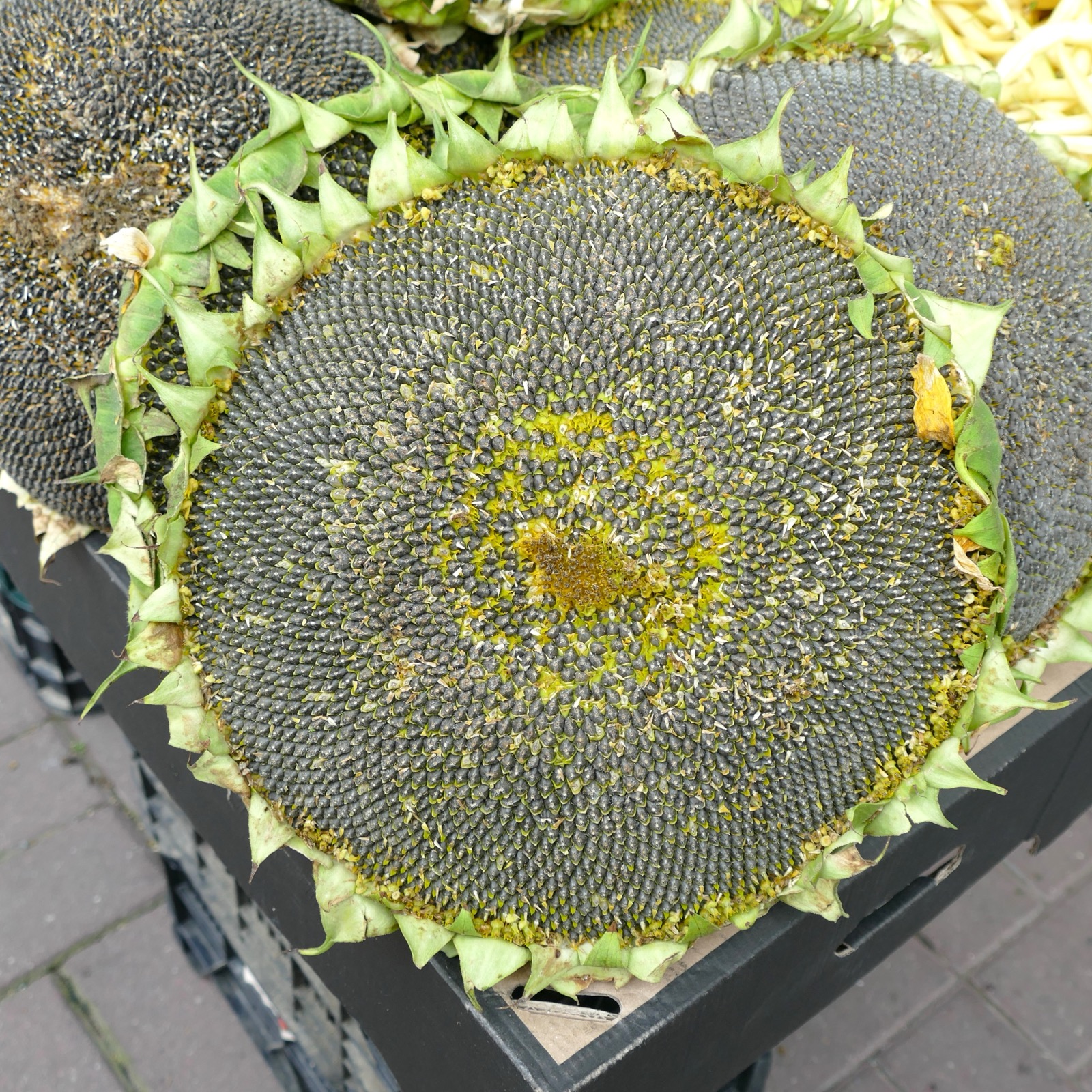 Why does this one 'flower' look like it is made of hundreds of tiny flowers?