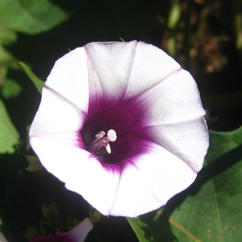 Which crop is this flower from?