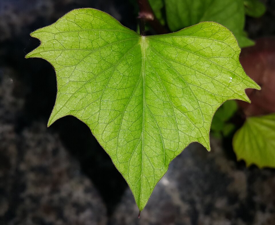 A single healthy green sweet potato leaf, roughly heart shaped, on its own long stalk.