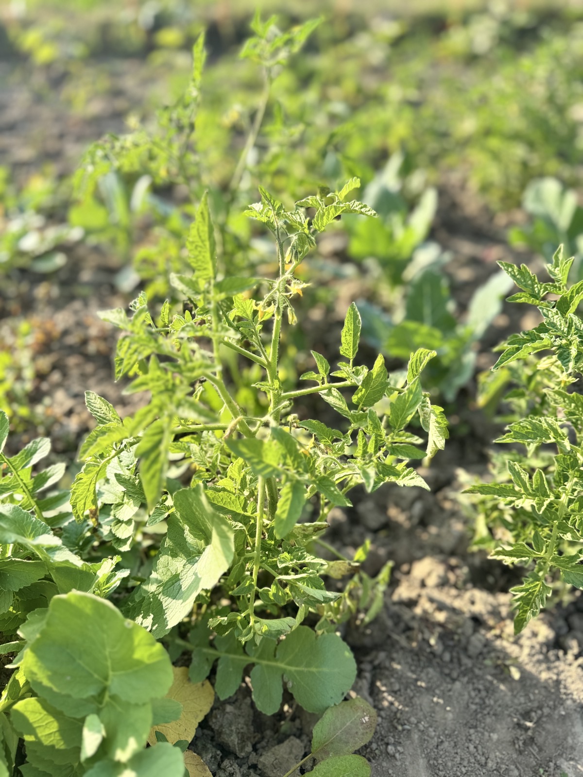A tomato plant with yellow flowers growing in an open field.