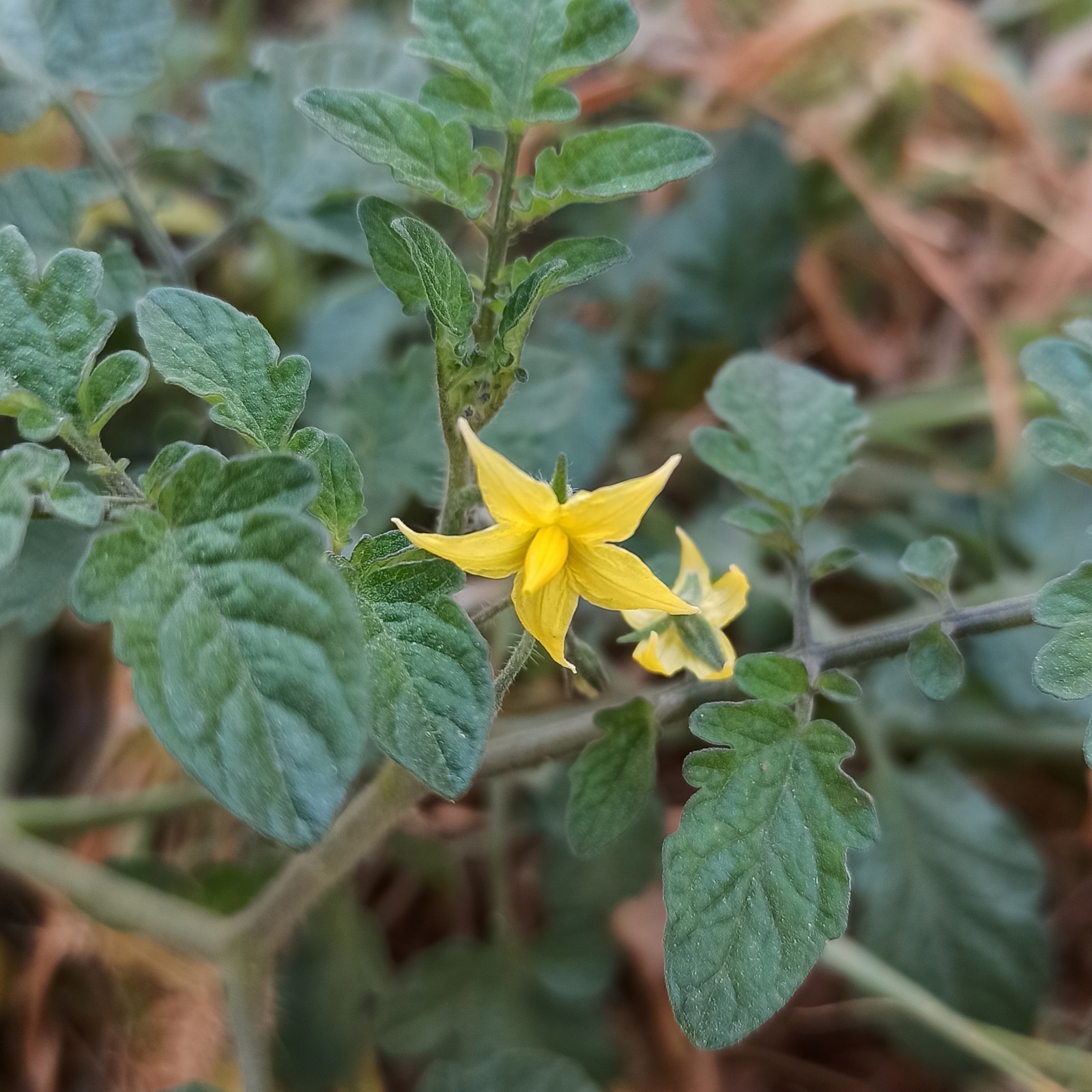 What is this flower, and why does it matter?
