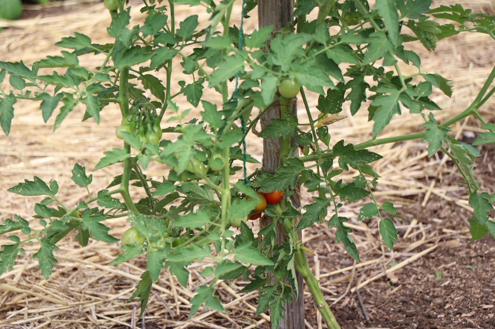 What is this, and is it ready to pick?