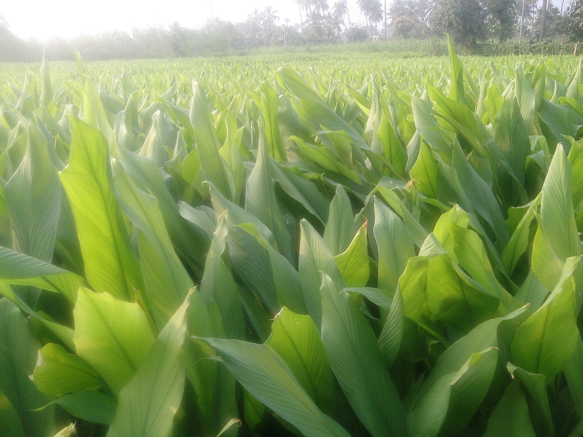 A turmeric field in full leaf, rows of broad green leaves.