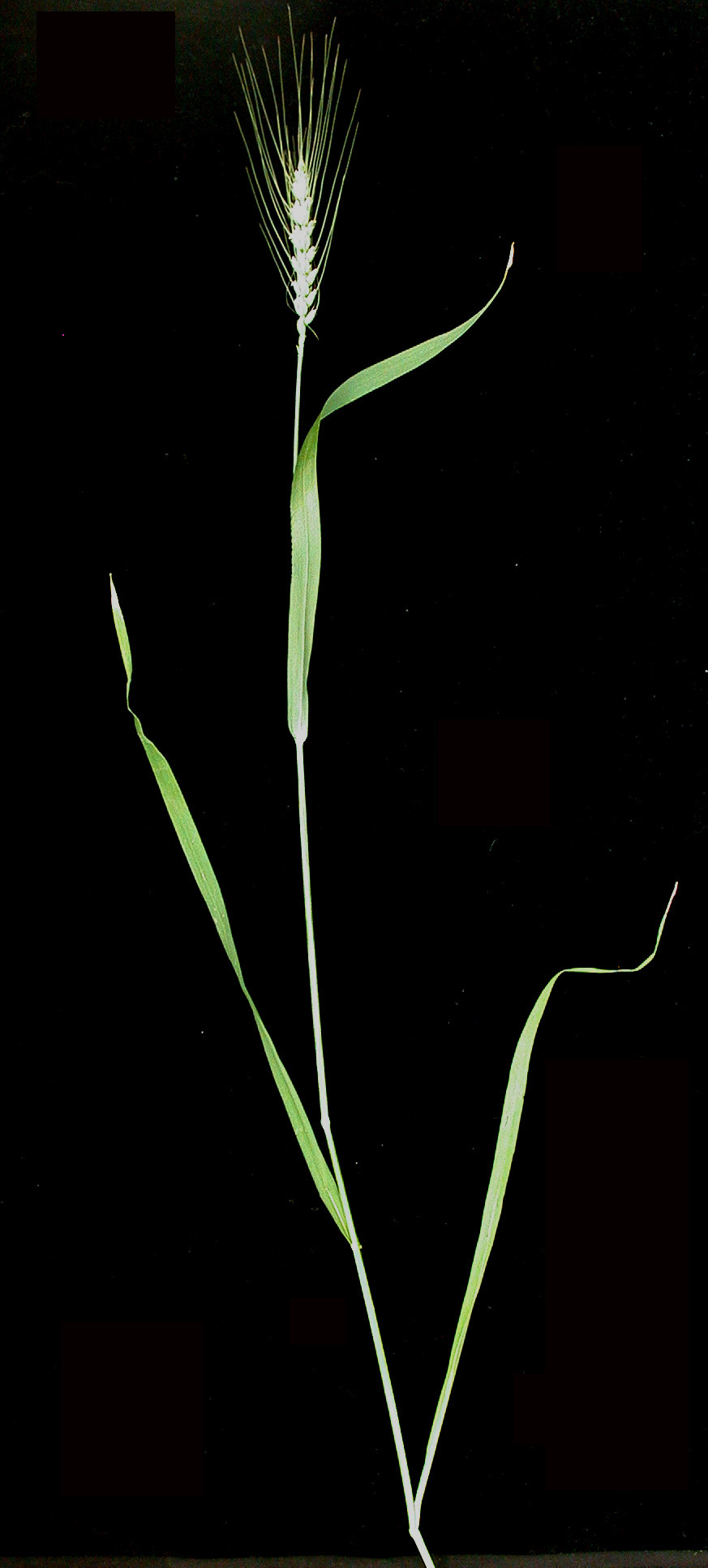 A single wheat plant photographed against a black background, showing narrow leaves, a thin stem and one unbranched seed head with long bristles.
