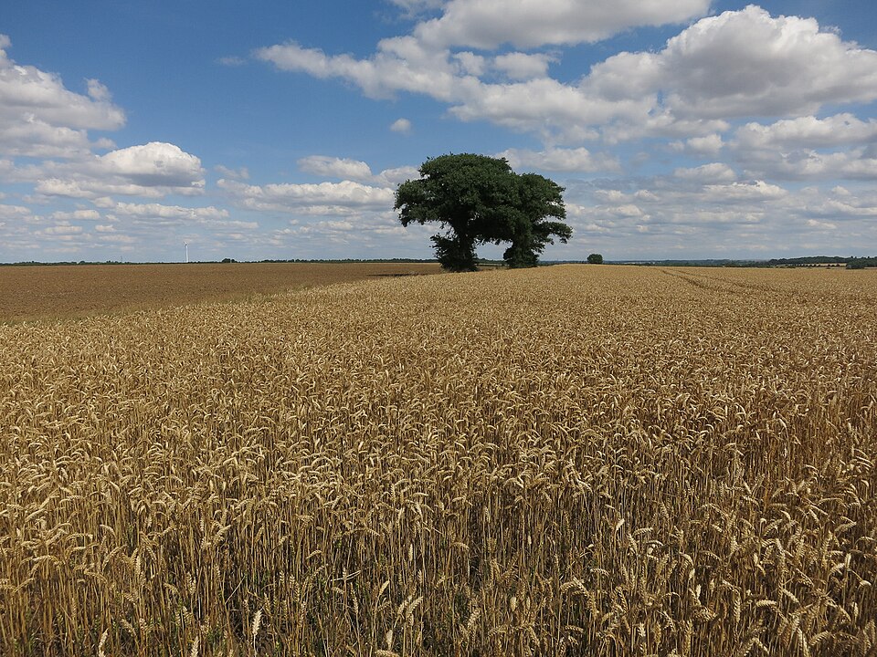 This whole field is which crop, and is it ready?